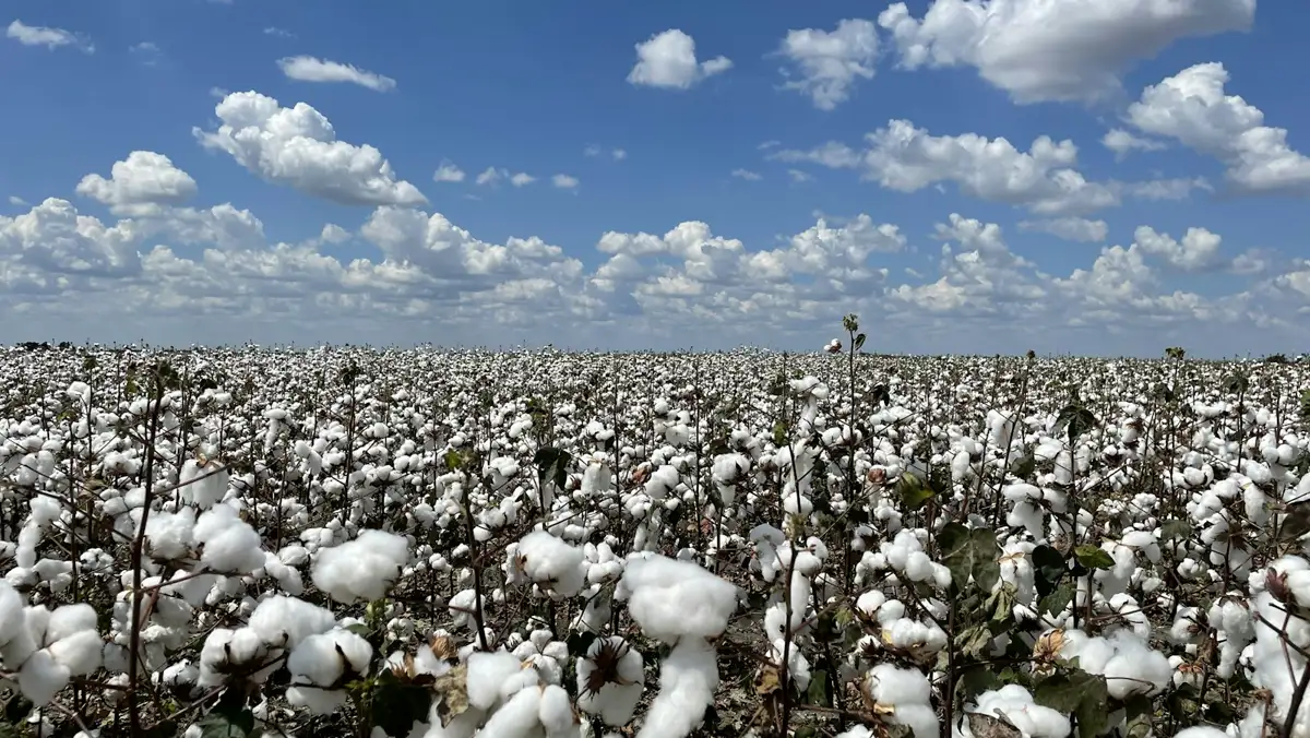 A cotton field under a blue sky, rows of cotton plants ready for harvest